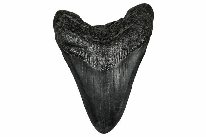 Fossil Megalodon Tooth - South Carolina #340290